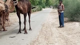 The Real village Life Camel