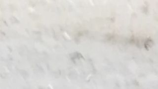 Barish 3