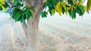 ???????????????? tree