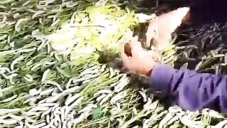SILK PRODUCTION