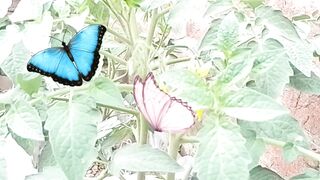 butterfly and tomato plant