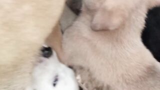 A puppy feeding her Mom