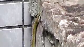 Amazing snake climbing