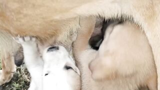 The puppies are feeding their Mom