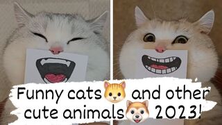 Funny Moments With Animals That Make You Smile 2023!