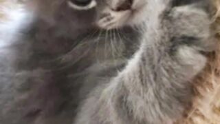 Beautiful kitten ????????????????
