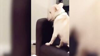 FUNNY TIKTOK VIDEOS - ???? # 5 COMPILATION BEST FUNNY ANIMALS ????