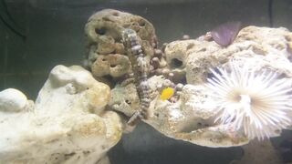 Wild SEA HORSE In My Tank