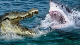 Animal Face-Off: Saltwater Crocodile VS Great White Shark (remastered) Video 2023