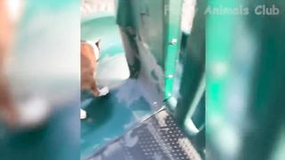 Funniest Animal Videos???? - Funny Cats???? and Crazy Dogs???? Videos 2023! #1