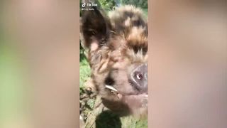 Cute Pets Tiktok COMPILATION . Will make your day!