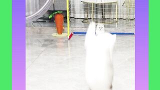 Funny animals cats playing