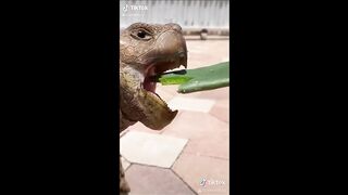 Tiktok Cute Pets And Cute Animals Weekly Compilation