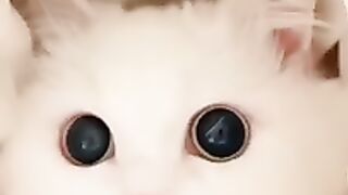 beast funny animals video ???? ???? funny animal compilation ???????????? most funny animals video ????????????
