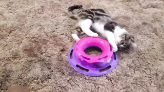 Funny animals videos ???? funniest animals 2023 ???? Funniest pet animals video compilation - part 6