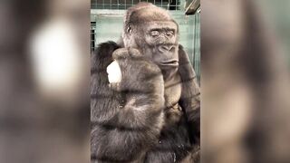 Compilation Funny TikTok Animals Cats Dogs Best New 2023 Fails