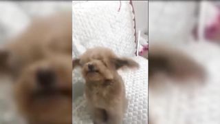 Funny ANIMAL Compilation | TIK TOK