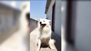 Funny ANIMALS Compilation | TIK TOK