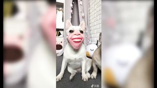 Funny Animal Vines - Cute Pets Compilation