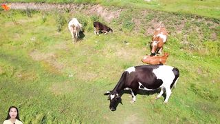 The sound of familiar animals: elephant, cow, horse, duck, chicken, cat ....