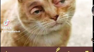 Khumary