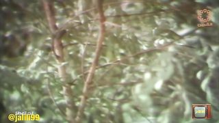 المسلسل الكويتي ابن العطار ١٩٧٦م الحلقة 6 jalili99