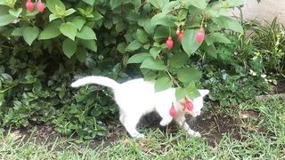 Baby cats cute and funny cat videos compilation 1st | Wooow Animals