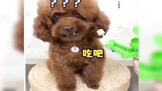 Cute dog moments Compilation Part 96| Funny dog videos in Bengali