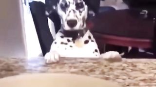 dog funny moment