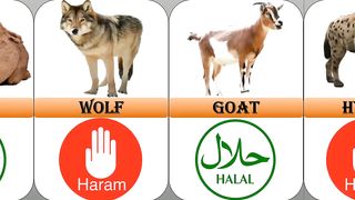 Halal And Haram Animals in ISLAM