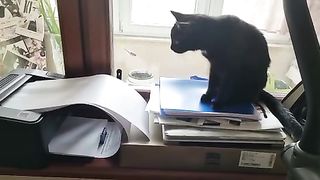 Kucing terpandai di dunia