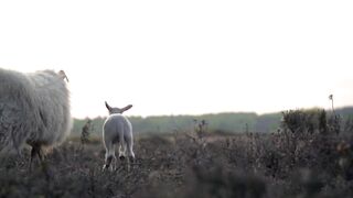 islamic mother love video beautiful nature video |AqibALI02|