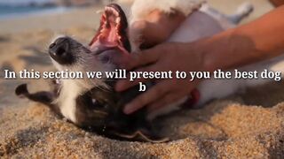 If you love dogs, this video is for you