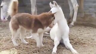 Dog and horse baby's love