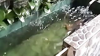 Kolam renang koi