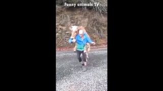 Funny animals video 2
