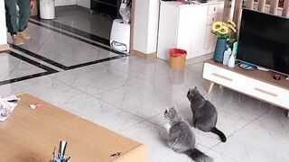 Funniest Cats ????