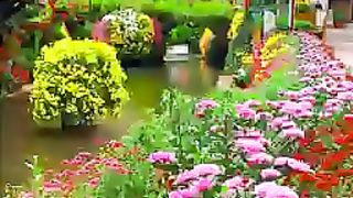 Flowers garden video 2