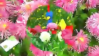 Garden Video 2