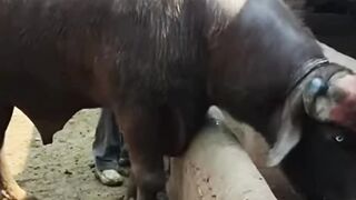 Pure neli ravi bull