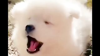 cute puppies nice moments