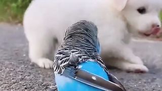cute pupies and birds