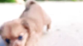 nice moments friendship animals 0004