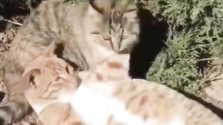 animals-funny-moment-