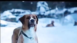Please keep your dogs????????