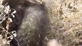 Don't touch a porcupine