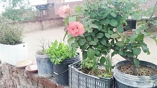 گکھڑ میں بارش اور طوفان ہمارے پودے ماشاءاللہ بچ  گئے