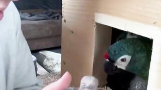 A GREAT LOVE PARROT