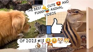 THE BEST- CUTE - AND FUNNY-ANIMAL VIDEOS OF 2023