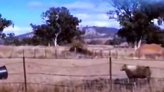 Funny video 194
